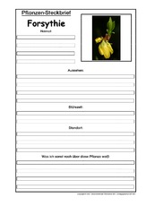 Pflanzensteckbrief-Forsythie.pdf
